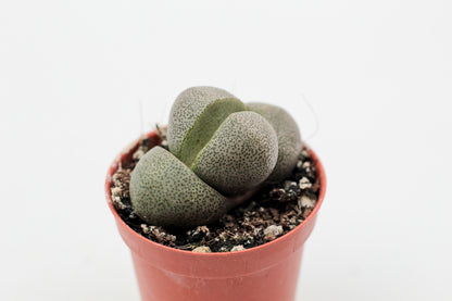 Pleiospilos nelii