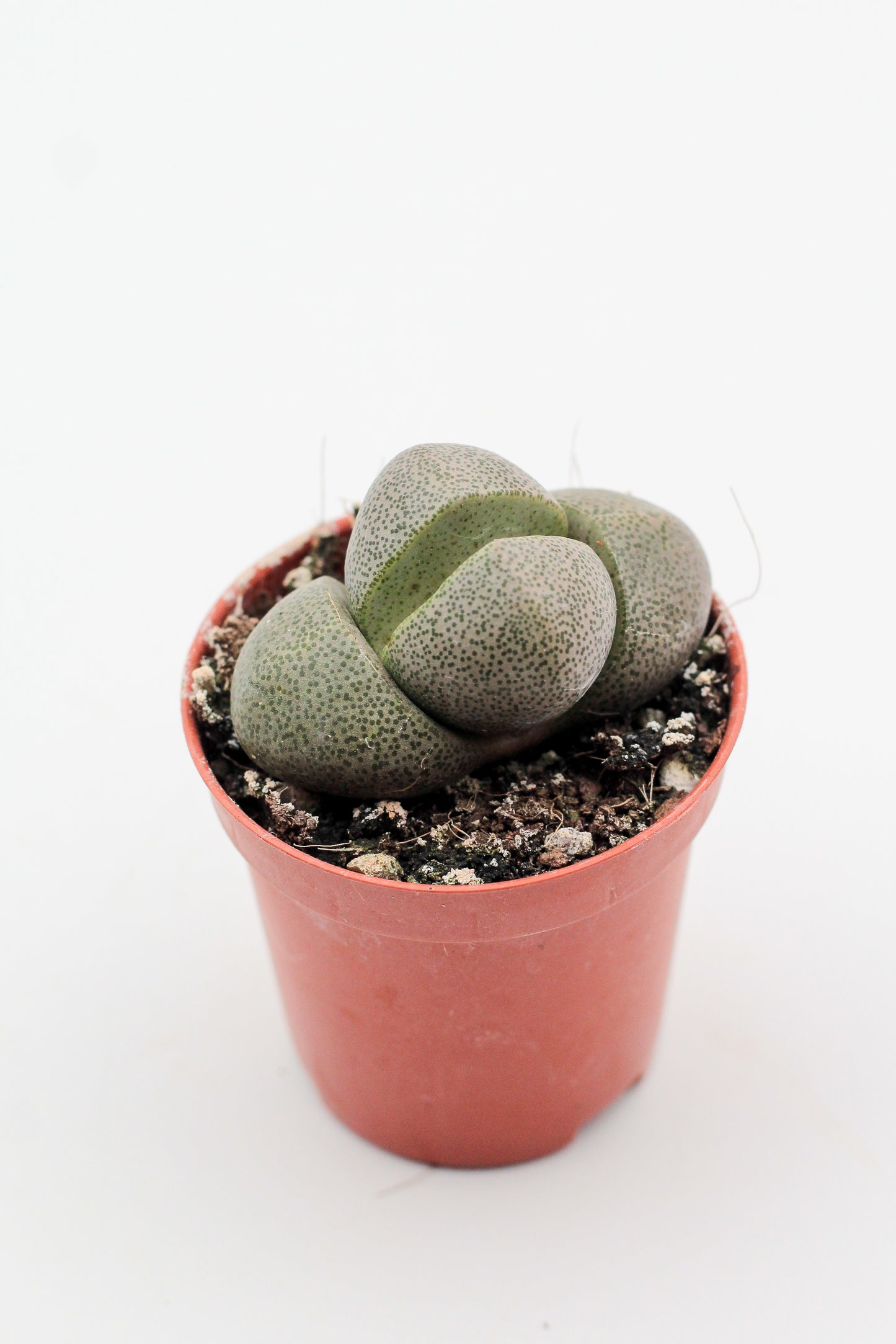 Pleiospilos nelii