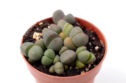 Pleiospilos nelii