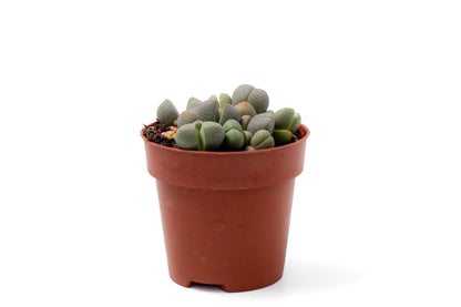 Pleiospilos nelii