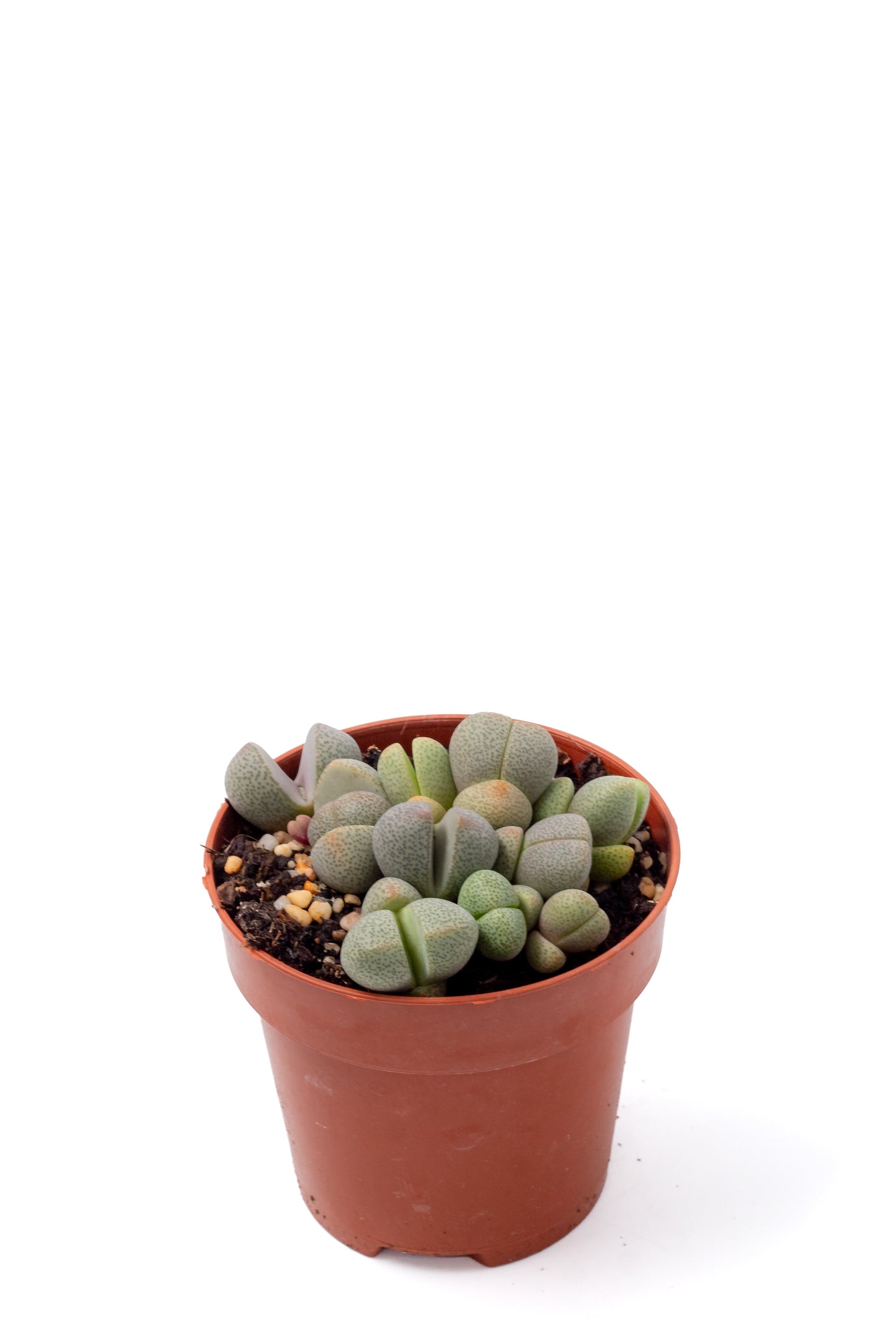Pleiospilos nelii