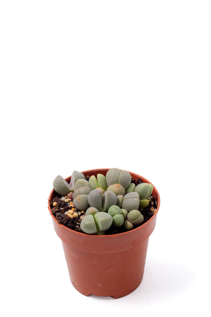 Pleiospilos nelii