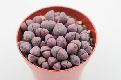 Pleiospilos nelii Rubra