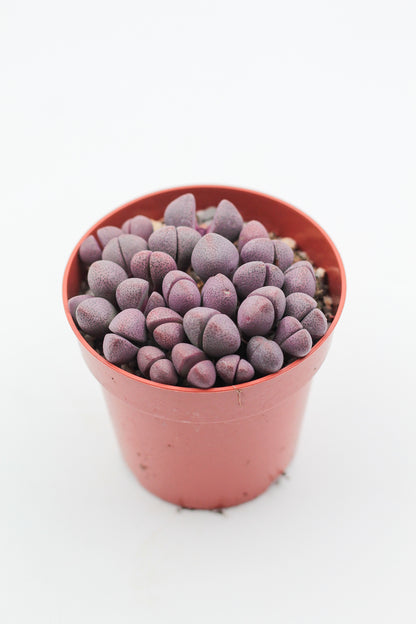 Pleiospilos nelii Rubra