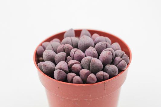 Pleiospilos nelii Rubra