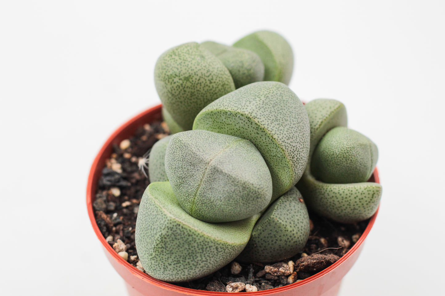 Pleiospilos nelii
