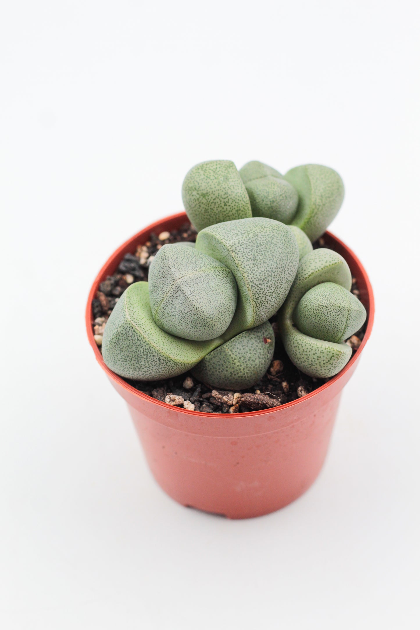 Pleiospilos nelii