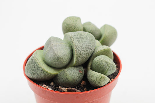 Pleiospilos nelii