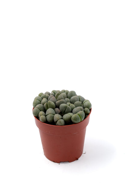 Pleiospilos nelii