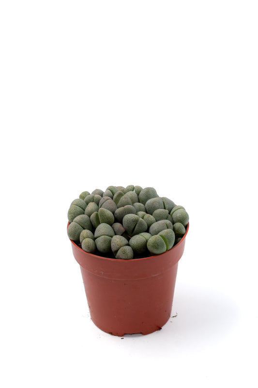 Pleiospilos nelii