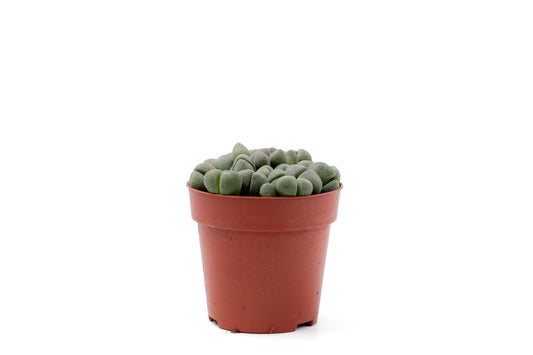 Pleiospilos nelii