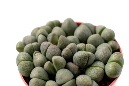 Pleiospilos nelii