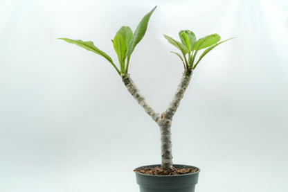 Plumeria Rubra Hawaiian