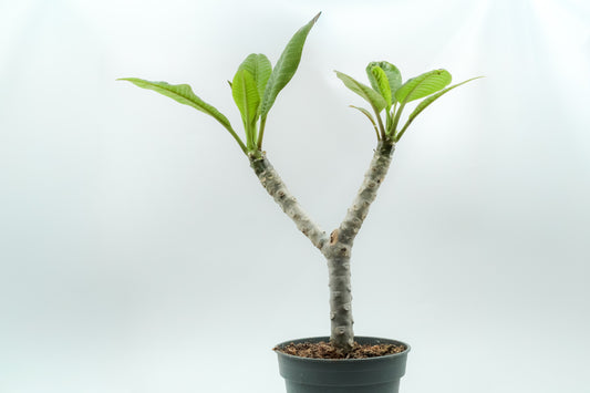 Plumeria Rubra Hawaiian