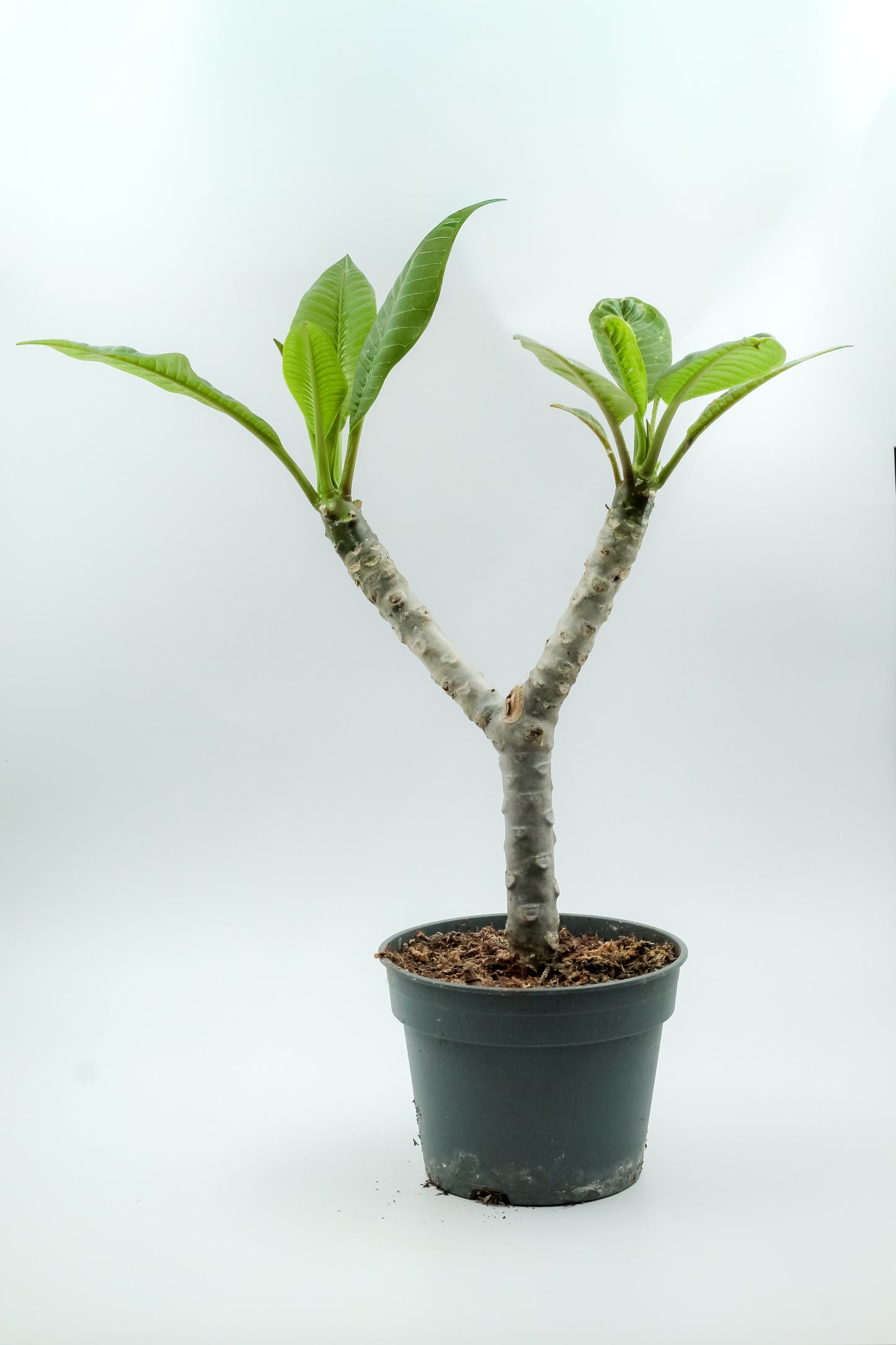 Plumeria Rubra Hawaiian