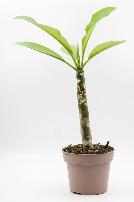 Plumeria Rubra Hawaiian