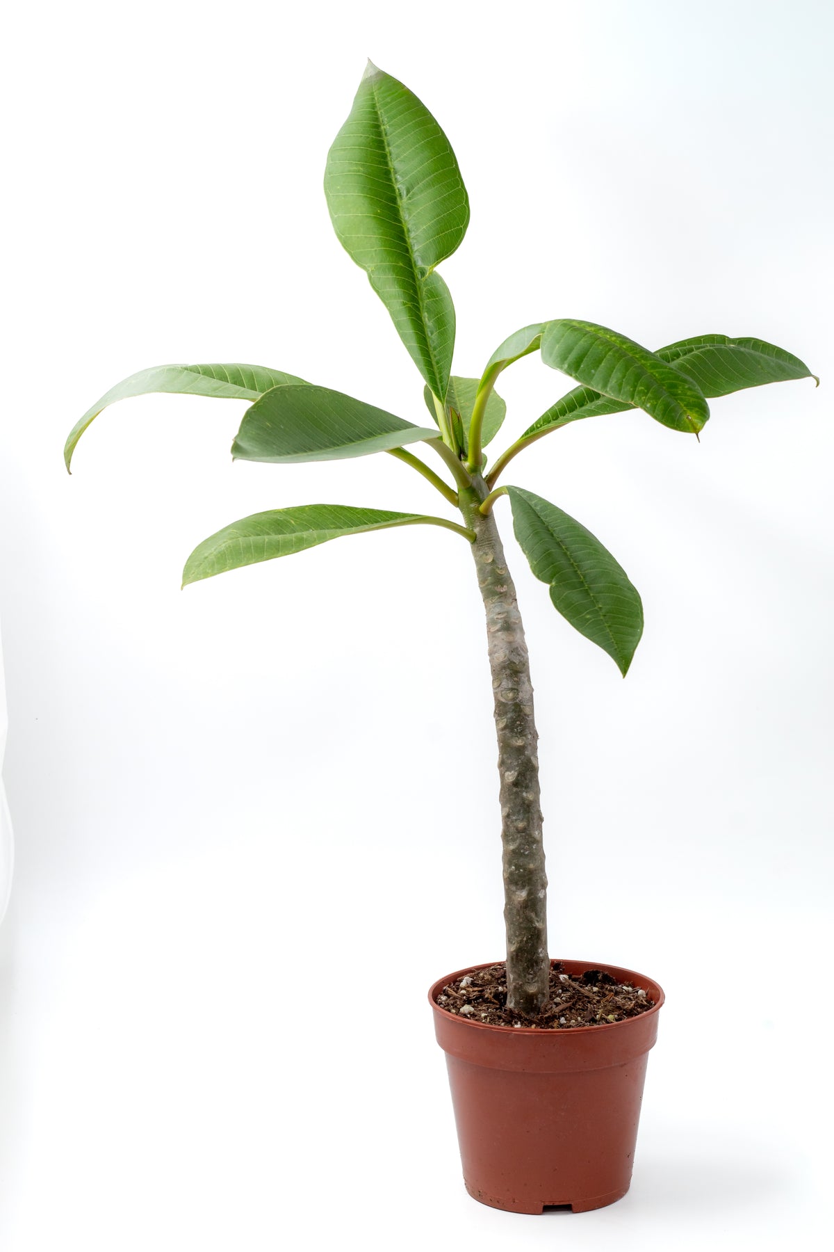 Plumeria Rubra Hawaiian