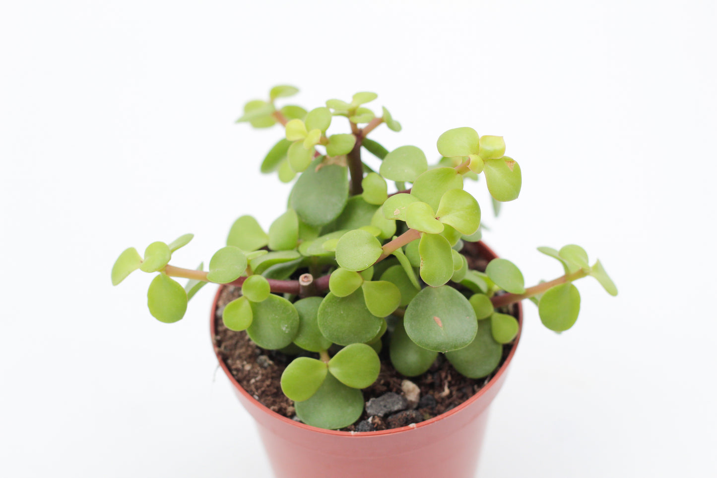 Portulacaria Afra Spekboom