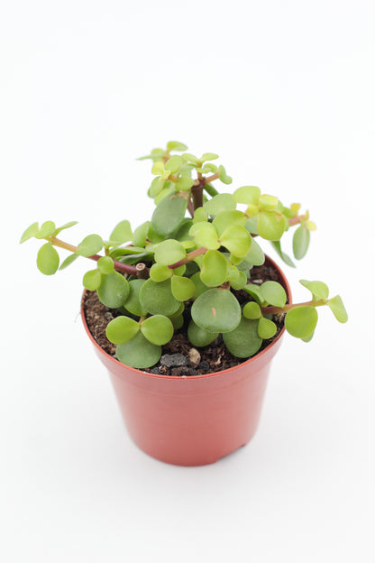 Portulacaria Afra Spekboom