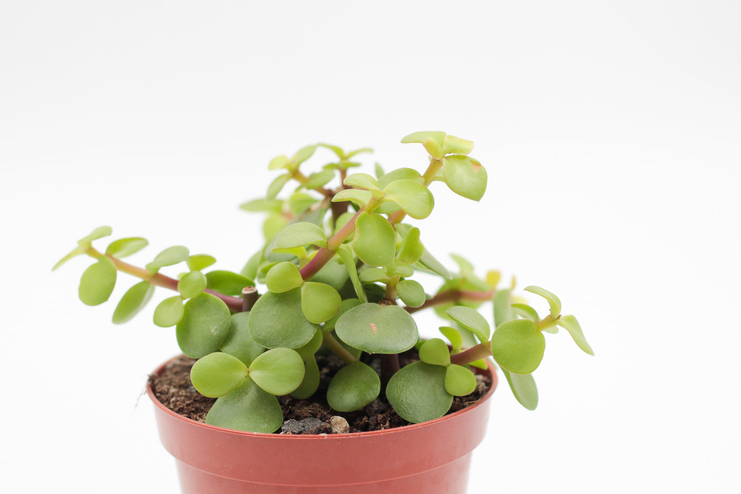 Portulacaria Afra Spekboom