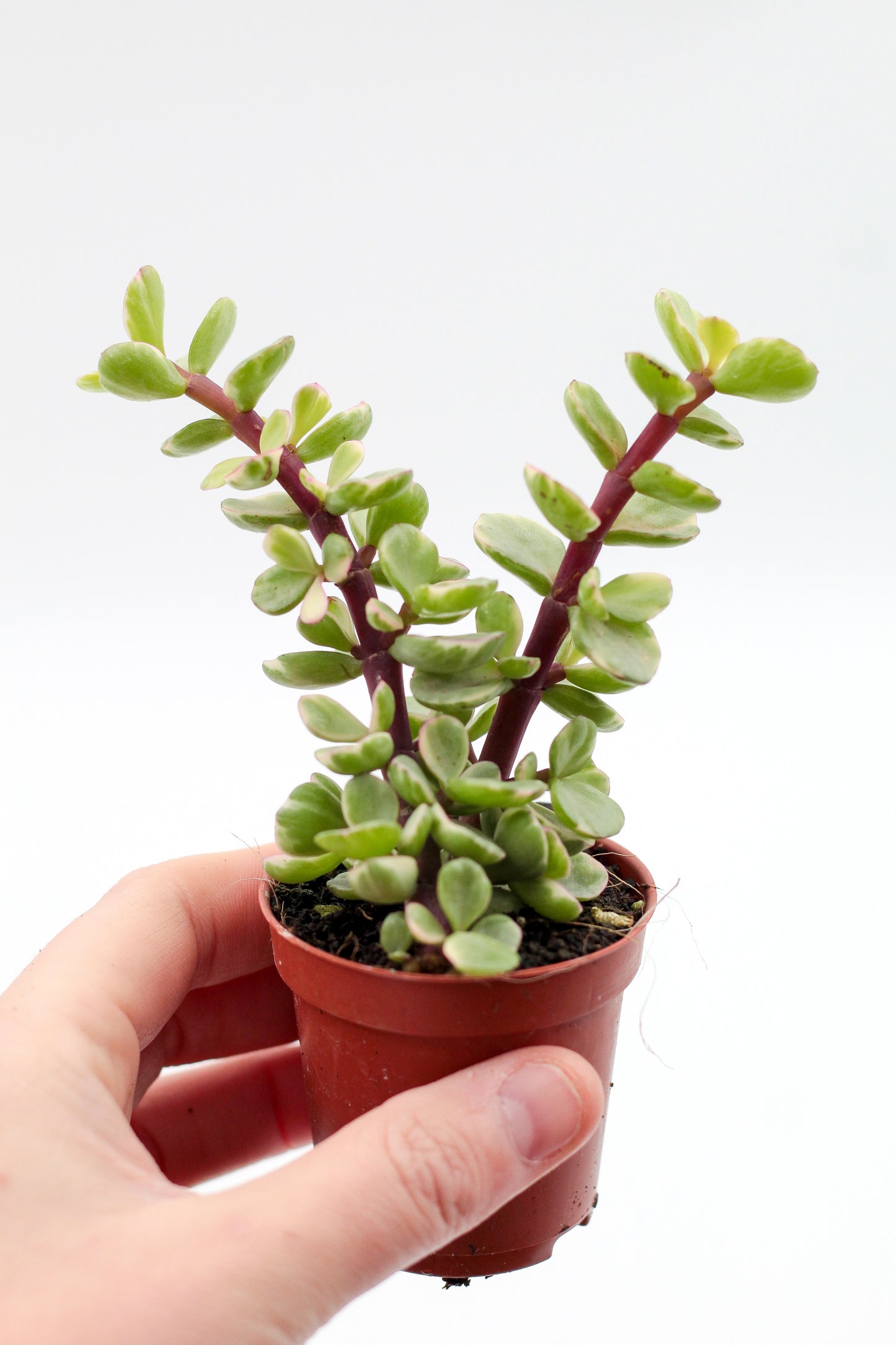 Portulacaria afra variegata Blurry