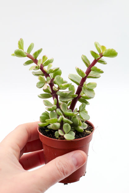 Portulacaria afra variegata Blurry