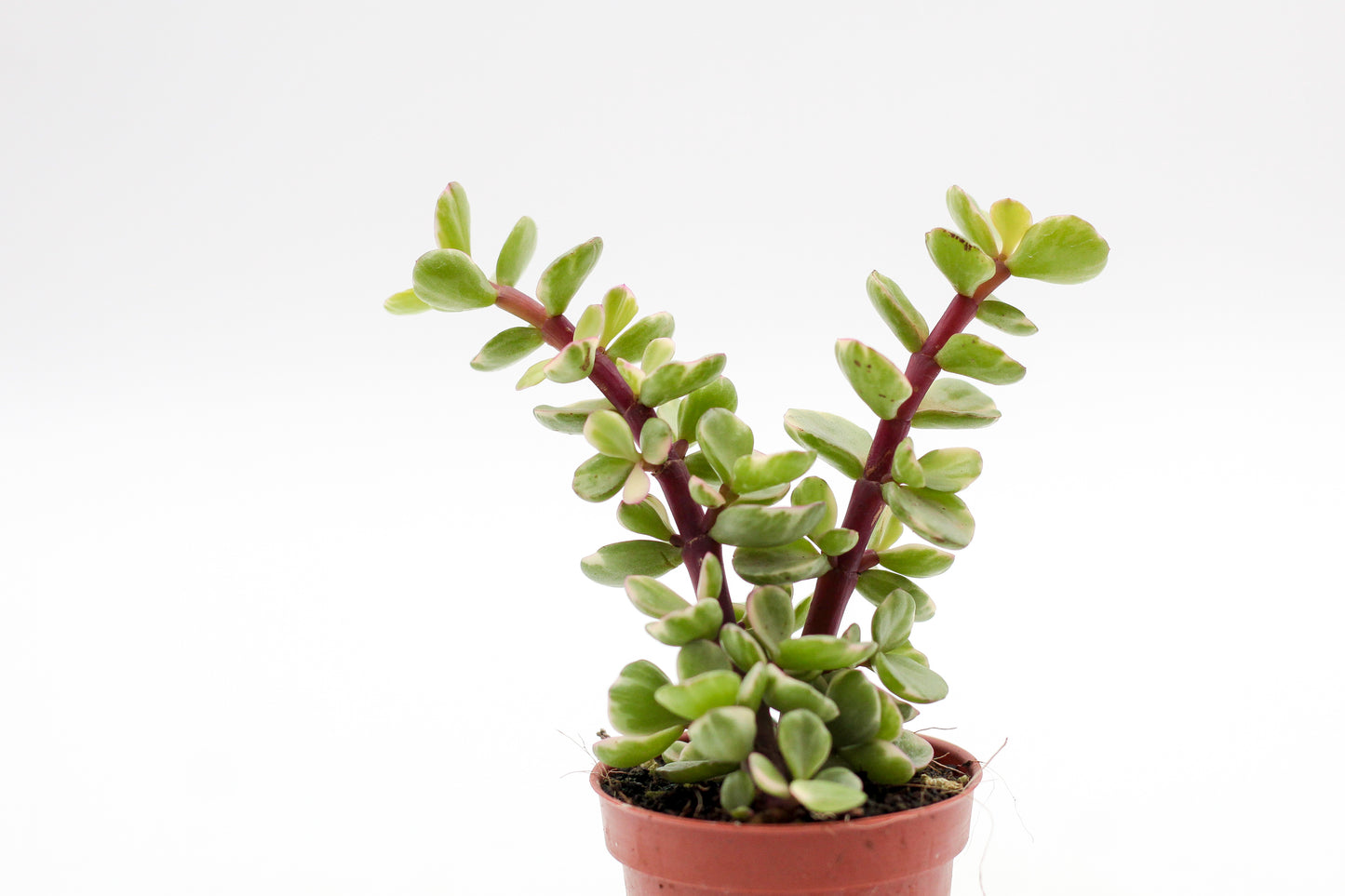 Portulacaria afra variegata Blurry