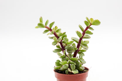 Portulacaria afra variegata Blurry