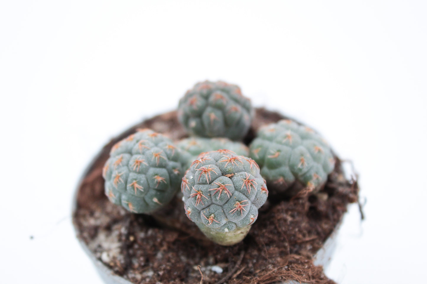 Puna bonnieae (Maihueniopsis bonnieae)