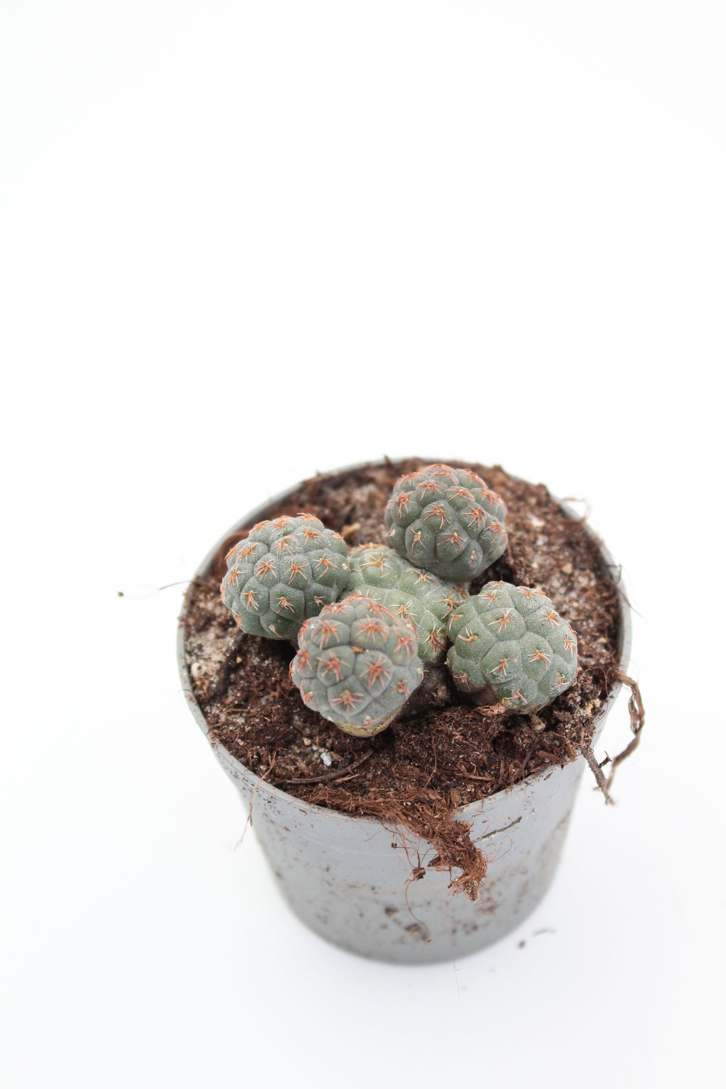 Puna bonnieae (Maihueniopsis bonnieae)