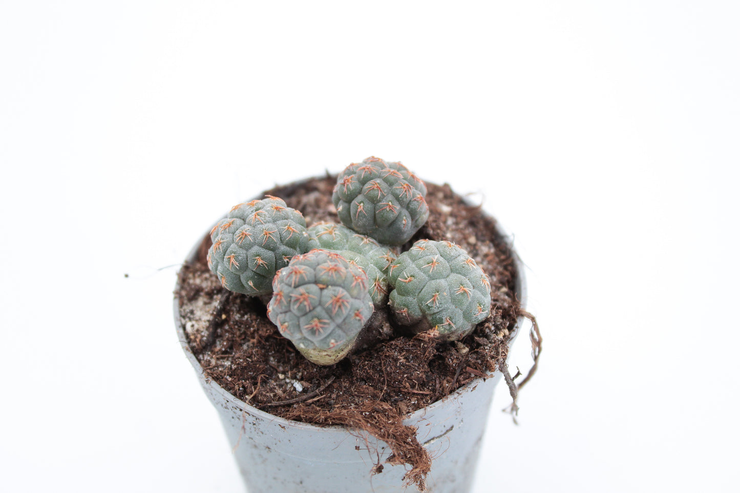 Puna bonnieae (Maihueniopsis bonnieae)