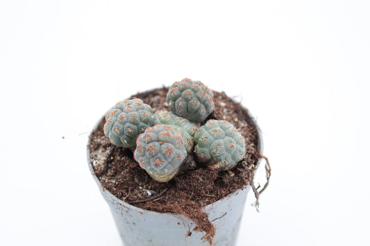 Puna bonnieae (Maihueniopsis bonnieae)