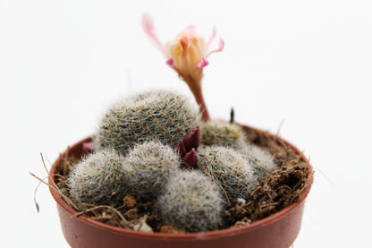 Rebutia Sunrise