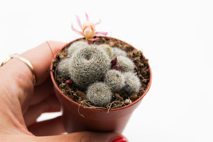 Rebutia Sunrise