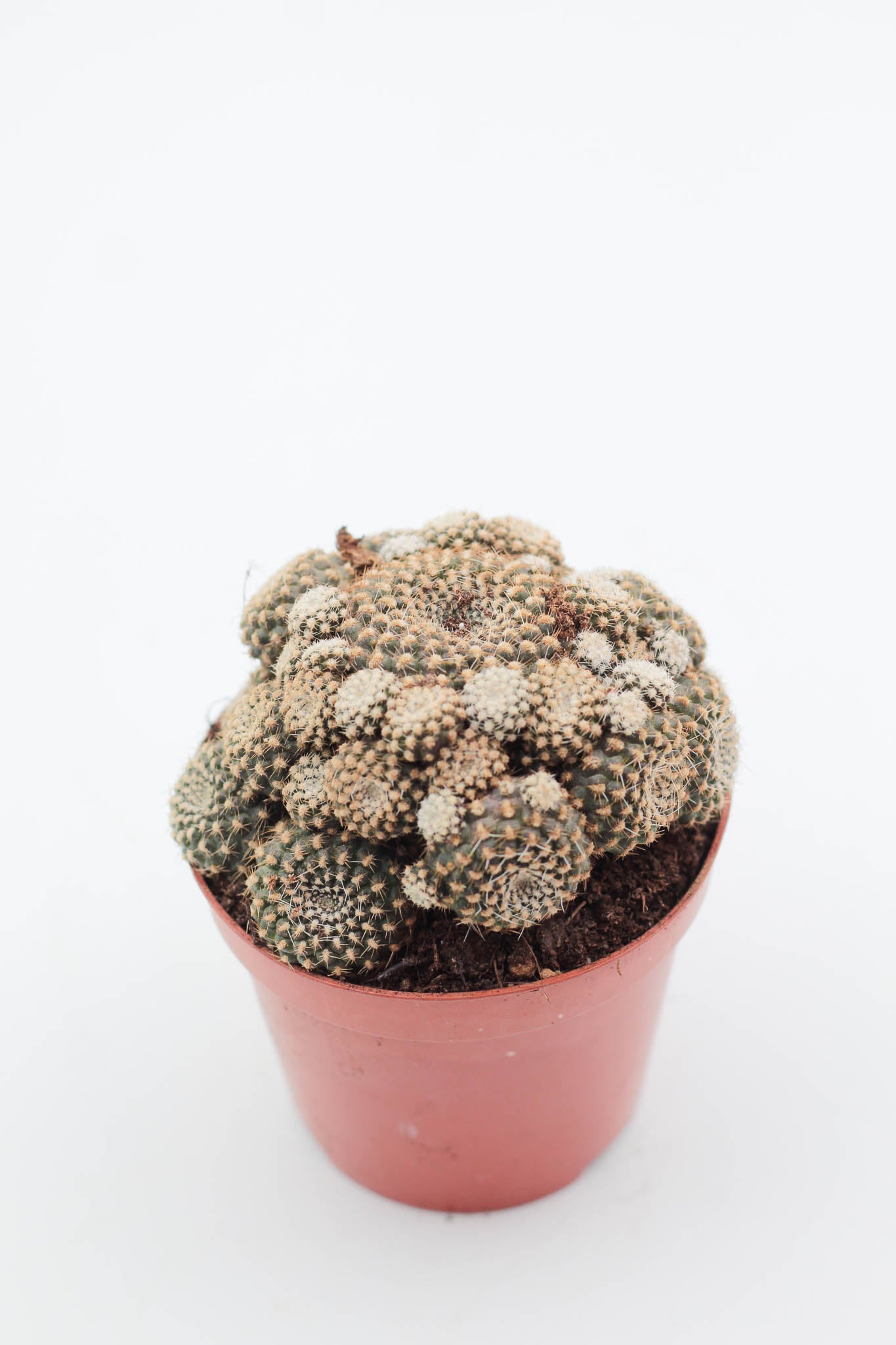 Rebutia krainziana