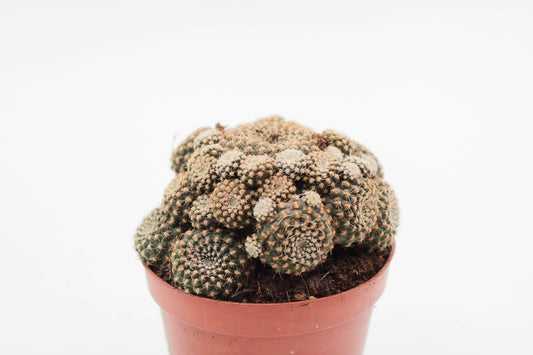 Rebutia krainziana