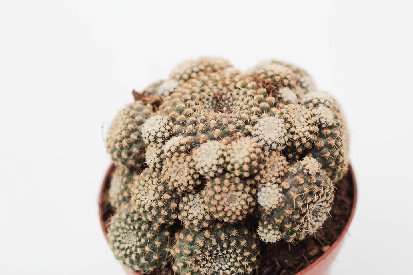 Rebutia krainziana