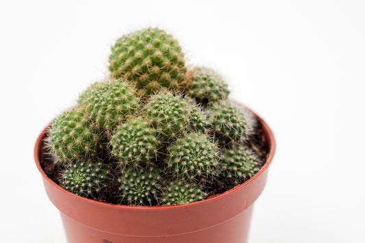 Rebutia fiegbrigii