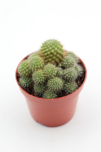 Rebutia fiegbrigii