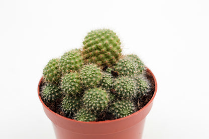 Rebutia fiegbrigii