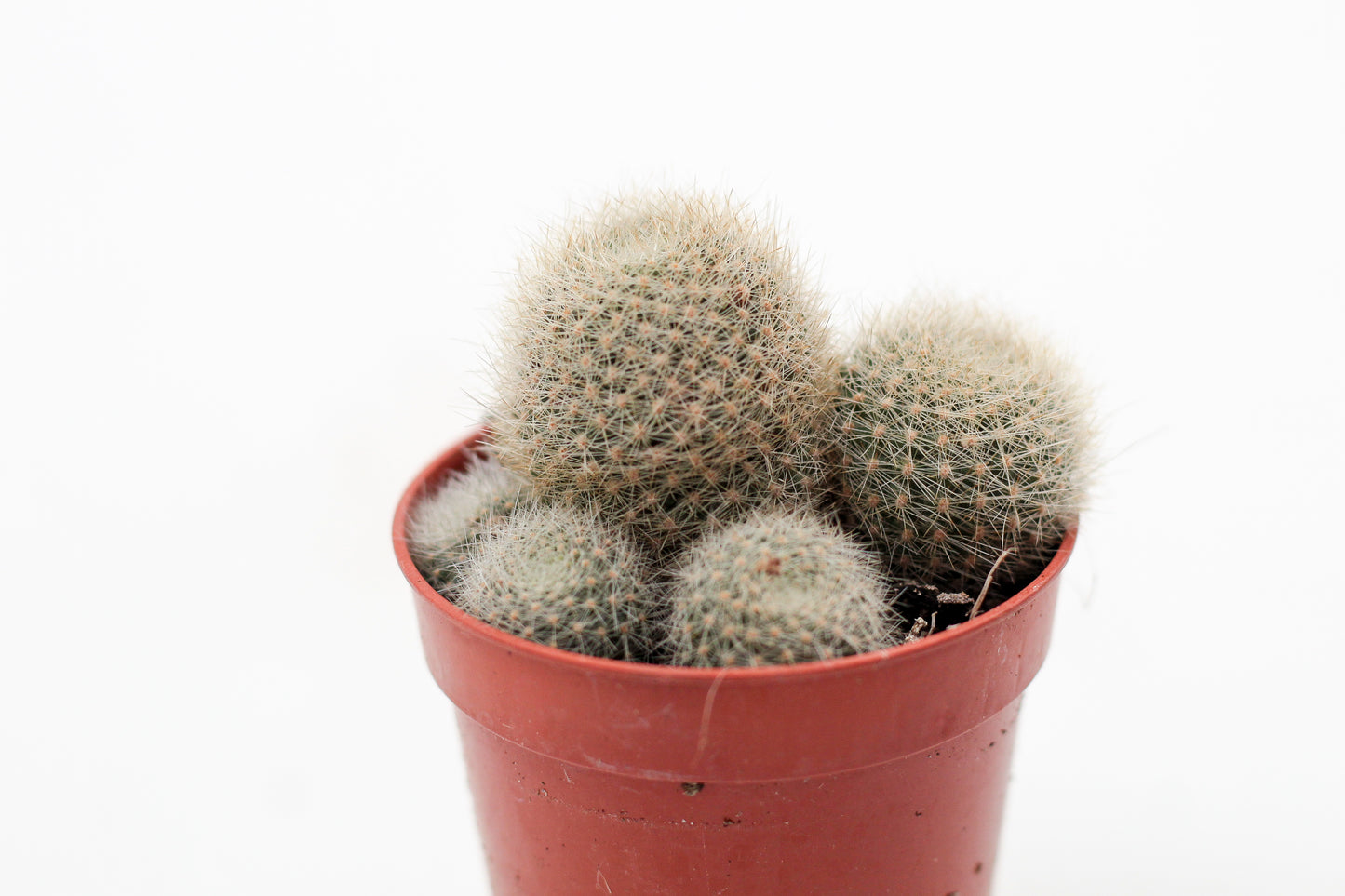 Rebutia cv. Lima Naranja