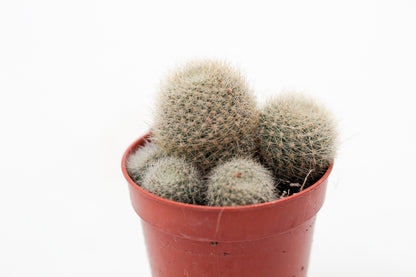 Rebutia cv. Lima Naranja