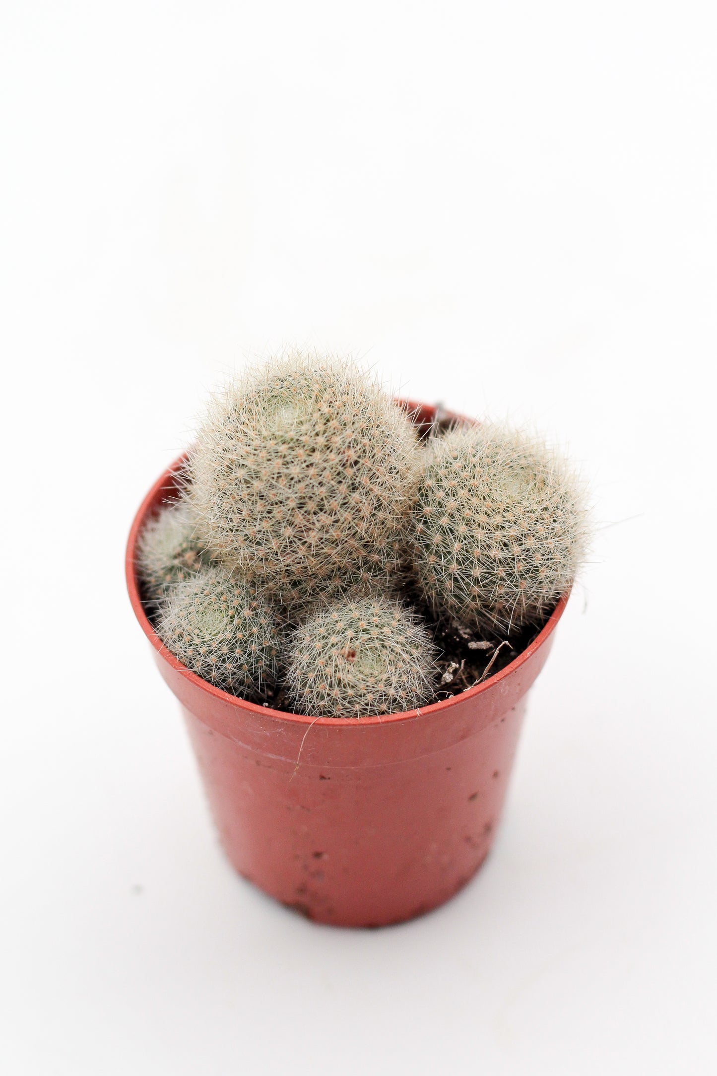 Rebutia cv. Lima Naranja