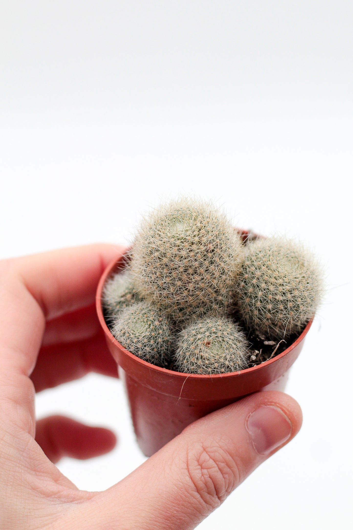 Rebutia cv. Lima Naranja