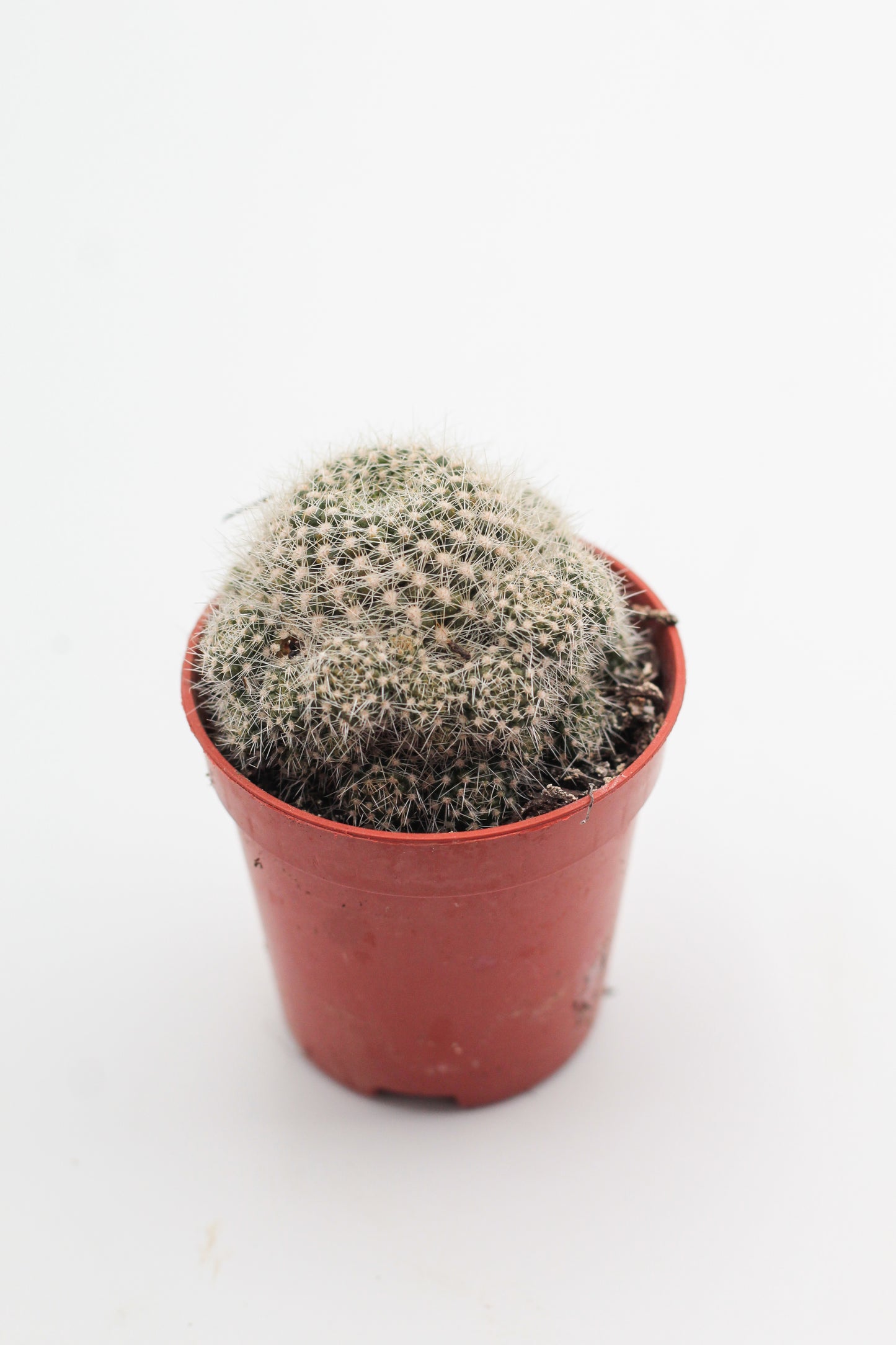Rebutia minuscula