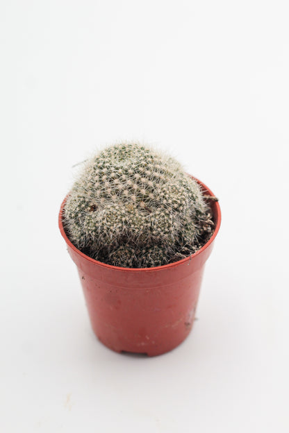 Rebutia minuscula