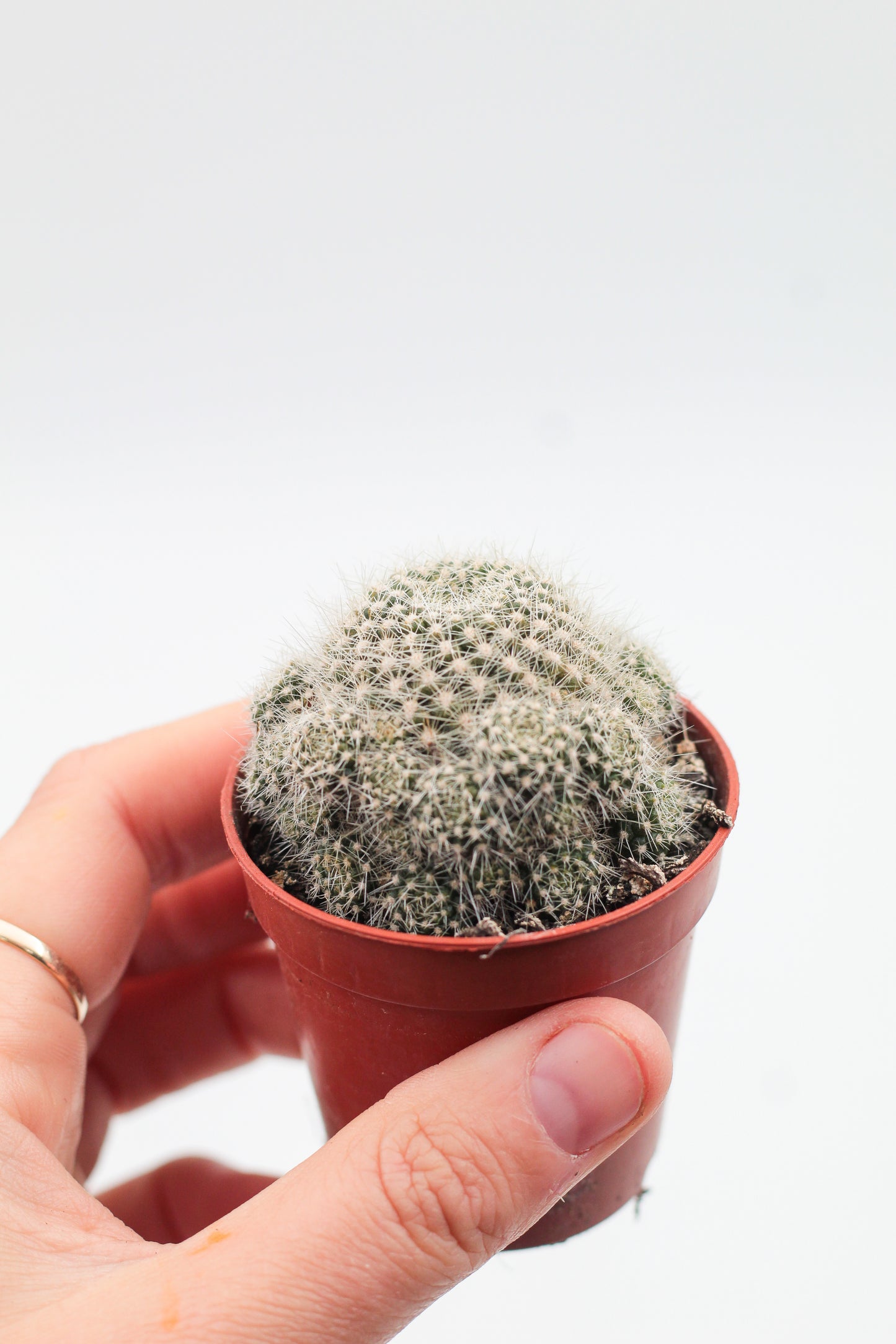 Rebutia minuscula