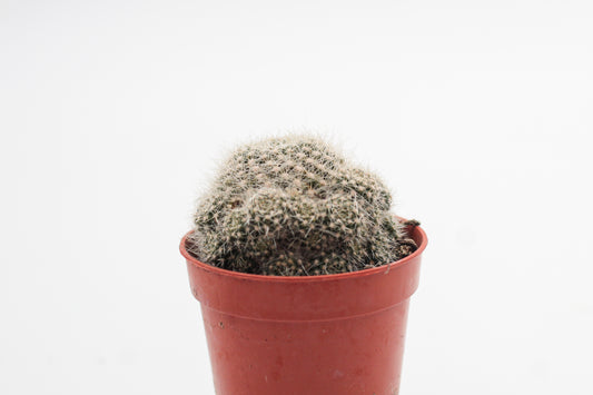 Rebutia minuscula