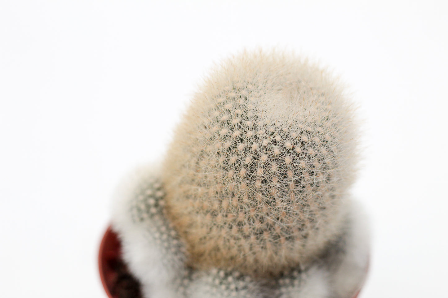 Rebutia muscula