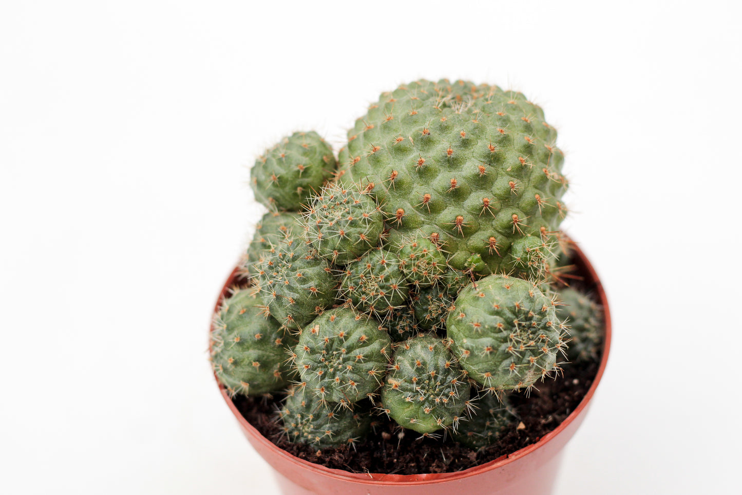 Rebutia pulvinosa